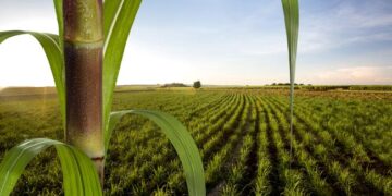 cana-de-açúcar ou cana de açúcar