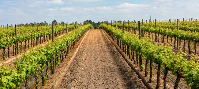Vinhos Portugueses conquistam ouro em Inglaterra e na Rússia Vinhos Portugueses conquistam ouro