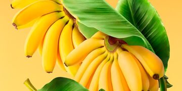 casca de banana
