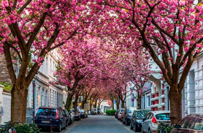 Portugal tem uma das ruas mais bonitas do mundo Ruas mais bonitas do mundo