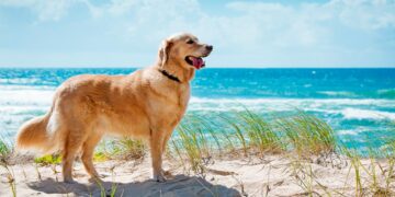 melhores praias para cães em Portugal