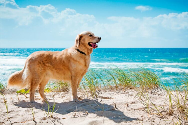 melhores praias para cães em Portugal