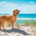melhores praias para cães em Portugal
