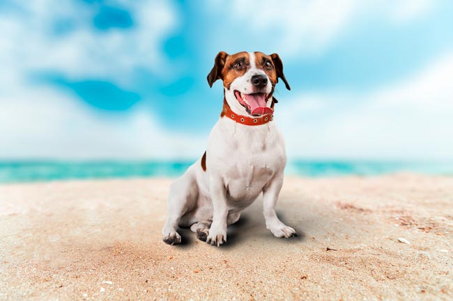 As 6 melhores praias para cães em Portugal melhores praias para cães em Portugal