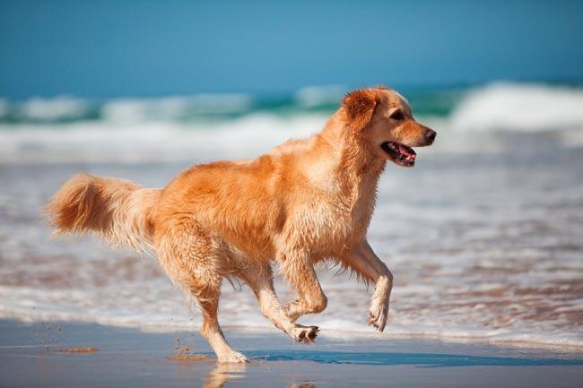 melhores praias para cães em Portugal