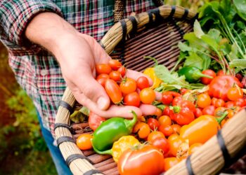 vegetais não devem ser comidos crus
