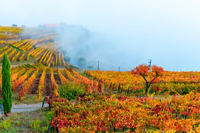 Provesende: Uma das mais bonitas aldeias do Douro bonitas aldeias do Douro