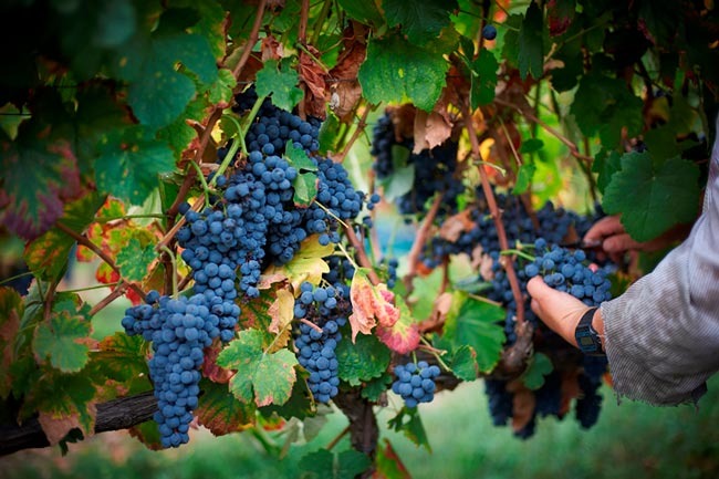 5 - Esta é única região com verdadeira viticultura de montanha
