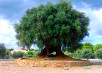 Oliveira do Mouchão