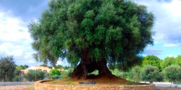 Oliveira do Mouchão