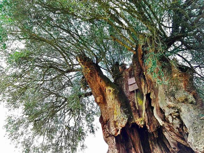 Oliveira do Mouchão: tem mais de 3 000 anos e é a árvore mais antiga em Portugal Oliveira do Mouchão