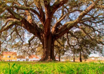 maior árvore de cortiça do mundo