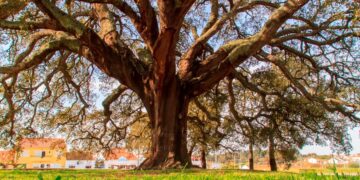 maior árvore de cortiça do mundo