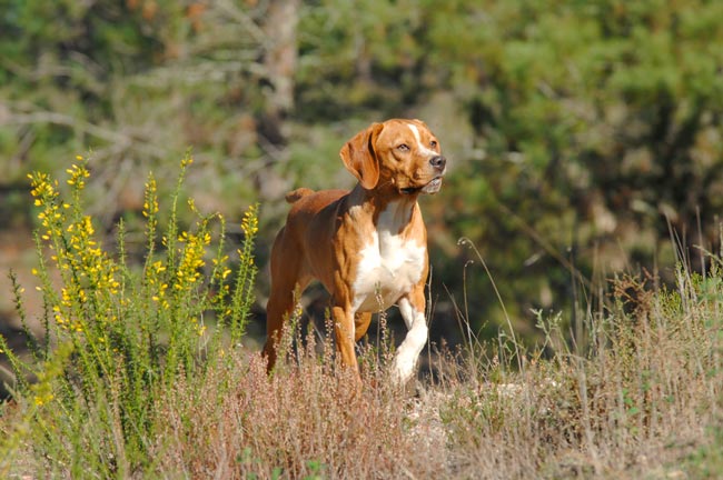 11 Raças de cães portuguesas únicas no mundo Raças de cães portuguesas