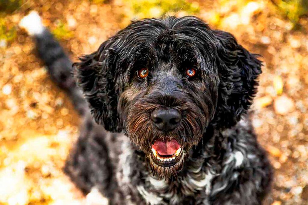 11 Raças de cães portuguesas únicas no mundo