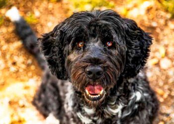 Raças de cães portuguesas