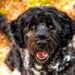 Raças de cães portuguesas