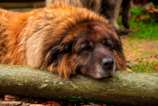11 Raças de cães portuguesas únicas no mundo Raças de cães portuguesas