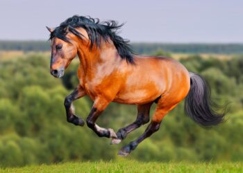 Puro-sangue Lusitano