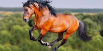 Puro-sangue Lusitano