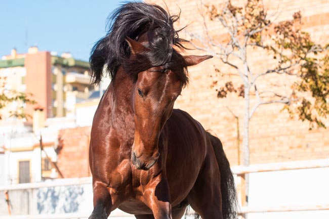 Puro-sangue Lusitano, um cavalo único admirado em todo o mundo Puro-sangue Lusitano