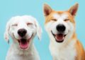 alimentos que os cães não podem comer