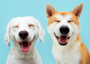 alimentos que os cães não podem comer