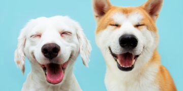 alimentos que os cães não podem comer