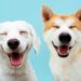 alimentos que os cães não podem comer