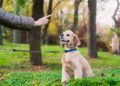 Como ensinar um cão a obedecer
