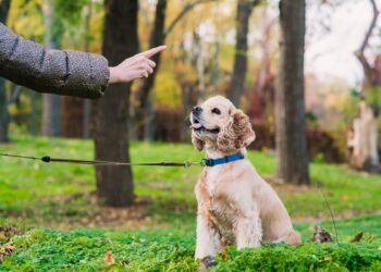 Como ensinar um cão a obedecer