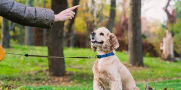 Como ensinar um cão a obedecer