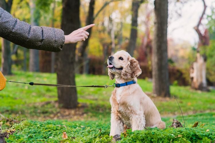 Como ensinar um cão a obedecer
