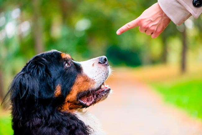 Como ensinar um cão a obedecer