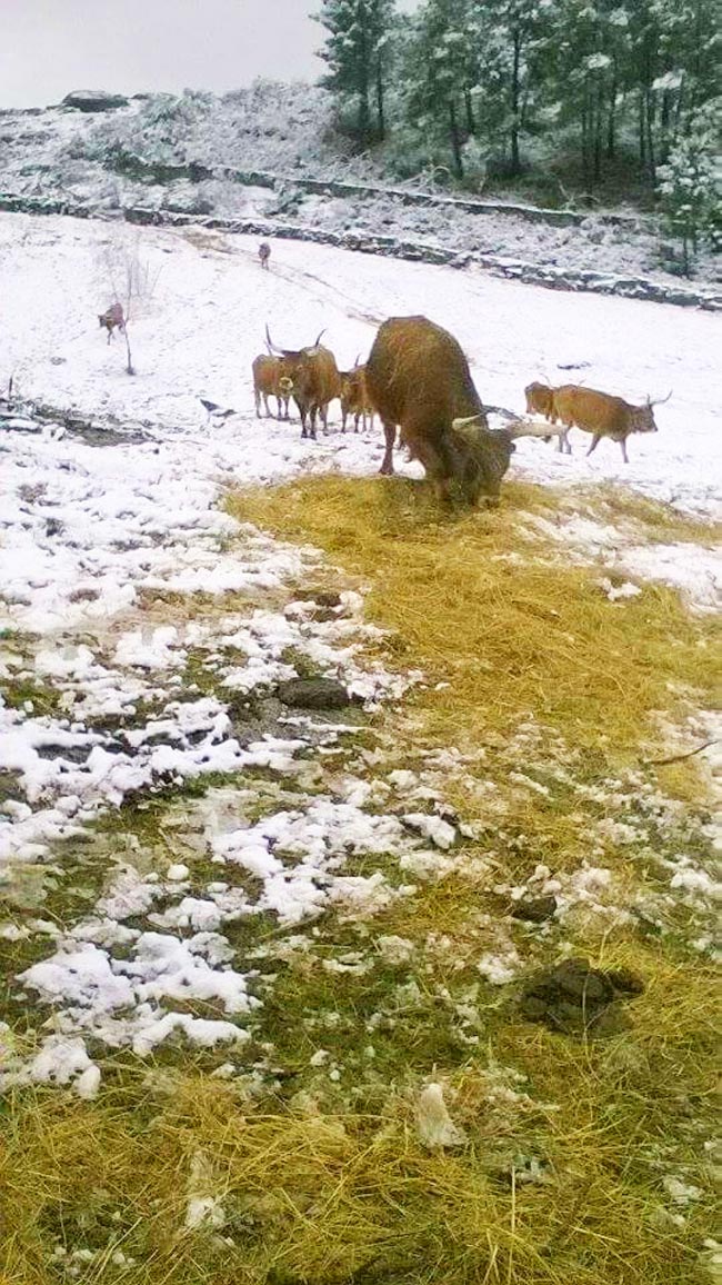 12 encantadores destinos para ver neve em Portugal destinos para ver neve