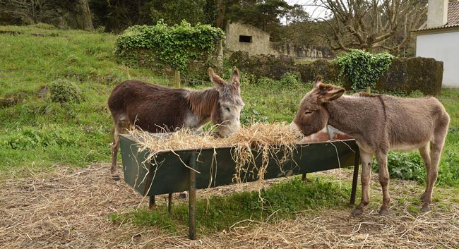 Um dia mágico com a família em Sintra família em Sintra