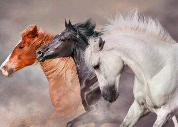 curiosidades sobre o Cavalo