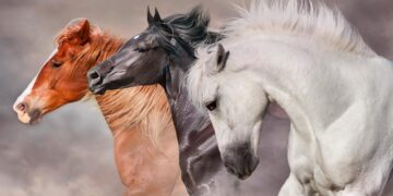 curiosidades sobre o Cavalo