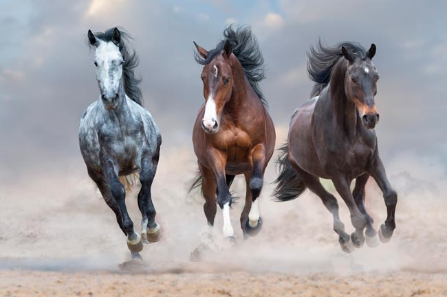 22 curiosidades sobre o Cavalo que não deve perder curiosidades sobre o Cavalo