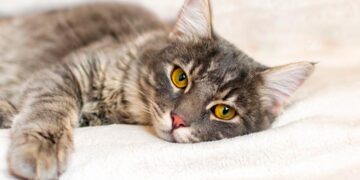 curiosidades sobre gatos