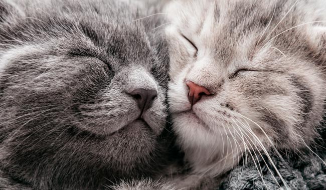 60 curiosidades sobre gatos que muitos desconhecem curiosidades sobre gatos