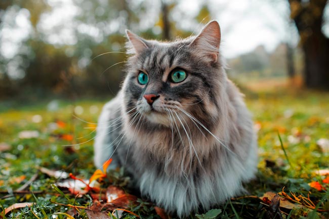 60 curiosidades sobre gatos que muitos desconhecem curiosidades sobre gatos