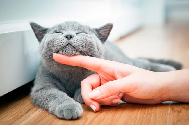 60 curiosidades sobre gatos que muitos desconhecem curiosidades sobre gatos