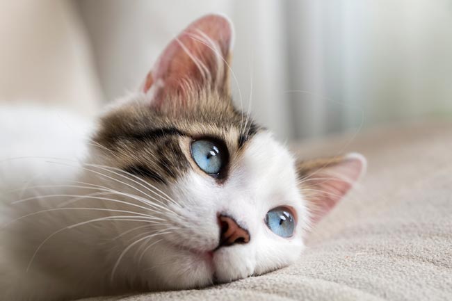 60 curiosidades sobre gatos que muitos desconhecem curiosidades sobre gatos