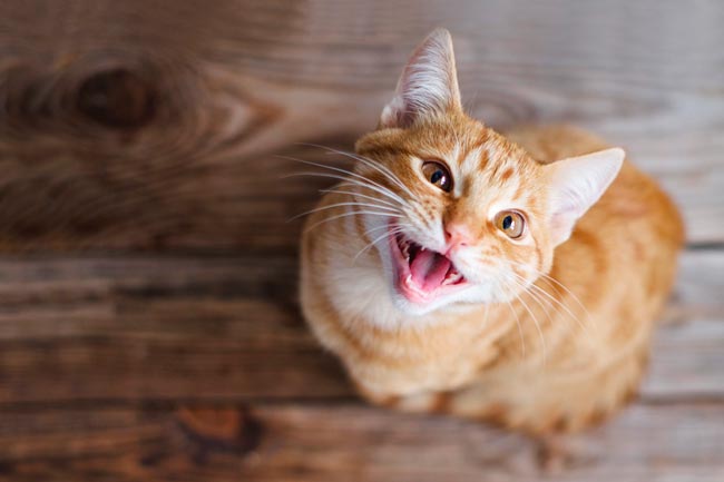 60 curiosidades sobre gatos que muitos desconhecem curiosidades sobre gatos