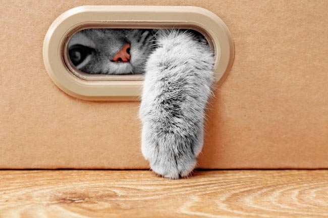 60 curiosidades sobre gatos que muitos desconhecem curiosidades sobre gatos