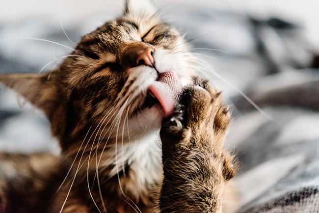 60 curiosidades sobre gatos que muitos desconhecem curiosidades sobre gatos