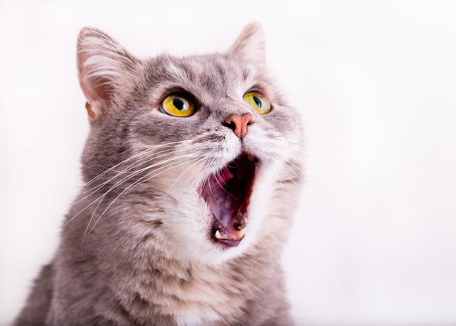 60 curiosidades sobre gatos que muitos desconhecem curiosidades sobre gatos