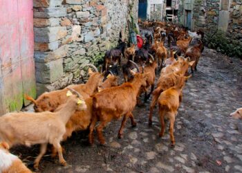 aldeia de xisto com 50 habitantes e mais de 2500 cabras