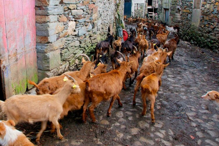 aldeia de xisto com 50 habitantes e mais de 2500 cabras